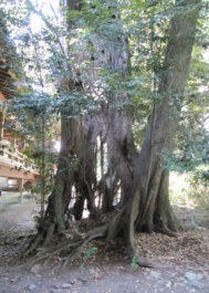 慈覚大師お手植えの椎