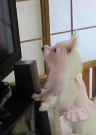 ルリ 120