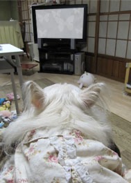 ルリ 95